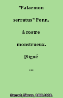 "Palaemon serratus" Penn. à rostre monstrueux. [Signé : Pierre Fauvel.]